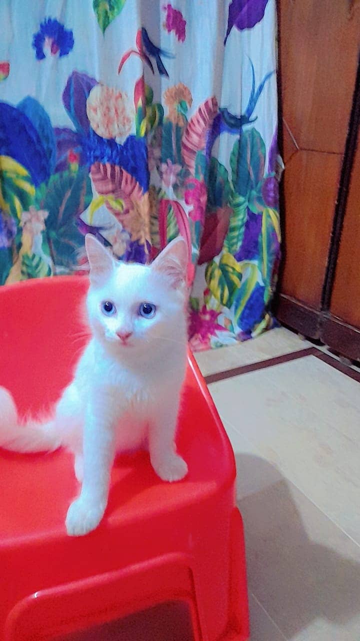 Persian Cat, 5 months old searching new Home vaccinated WA-03433351985 3