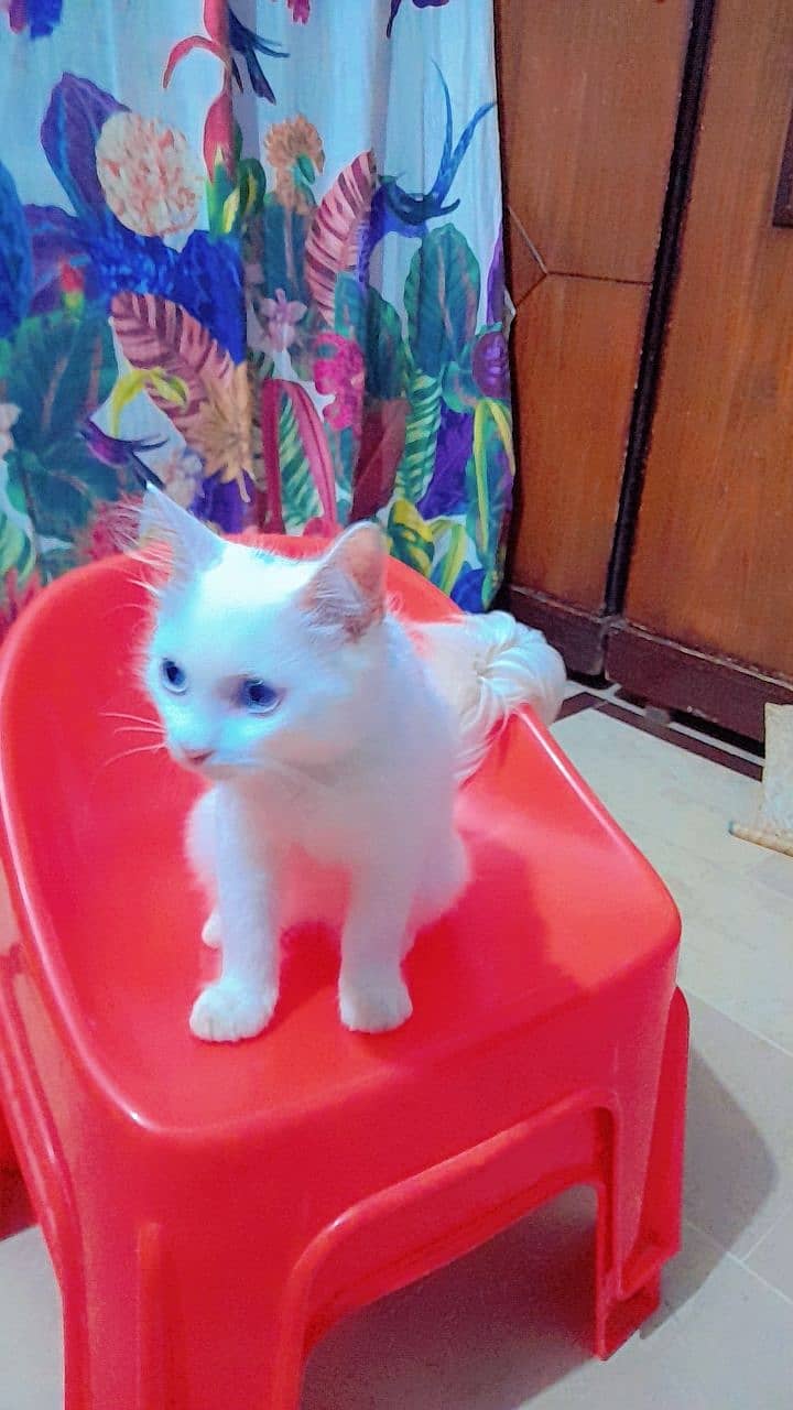 Persian Cat, 5 months old searching new Home vaccinated WA-03433351985 4