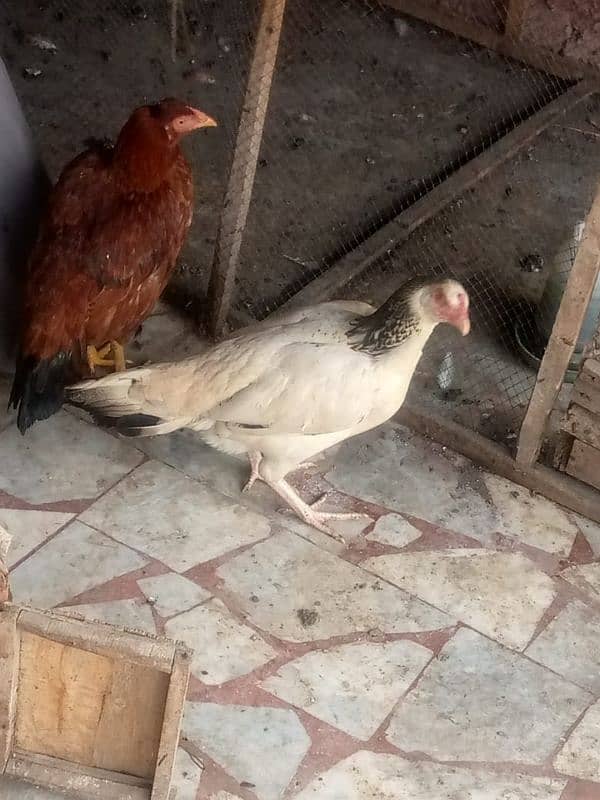 two hens for sale 0