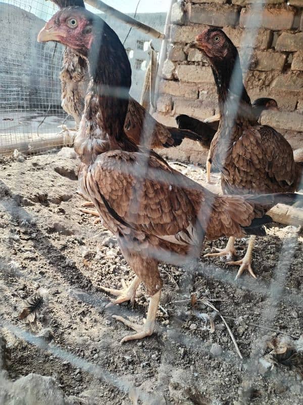 Aseel 4 hens for sale contact number 03495046627 0