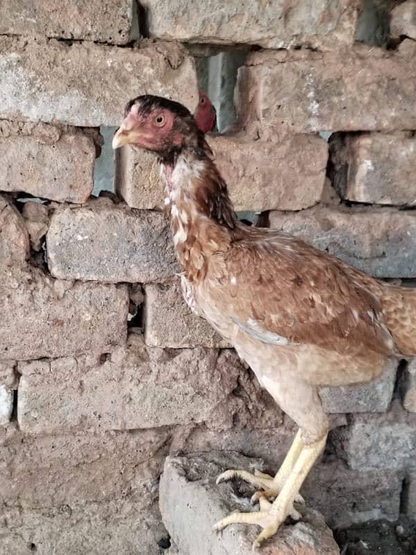 Aseel 4 hens for sale contact number 03495046627 2