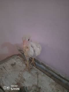 aseel murgi for sale chick