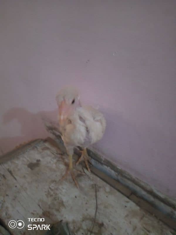 aseel murgi for sale chick 0