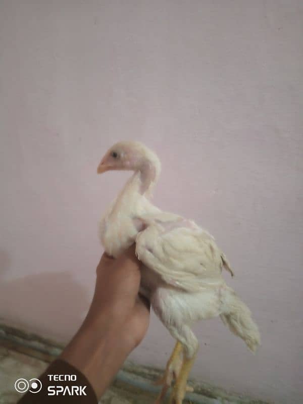 aseel murgi for sale chick 1