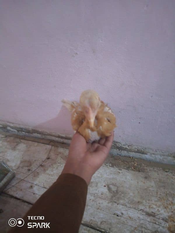 aseel murgi for sale chick 2