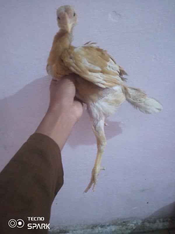 aseel murgi for sale chick 3