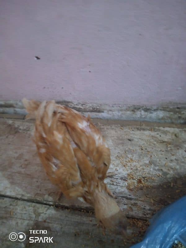 aseel murgi for sale chick 5