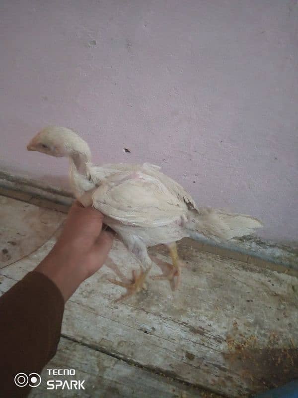 aseel murgi for sale chick 8