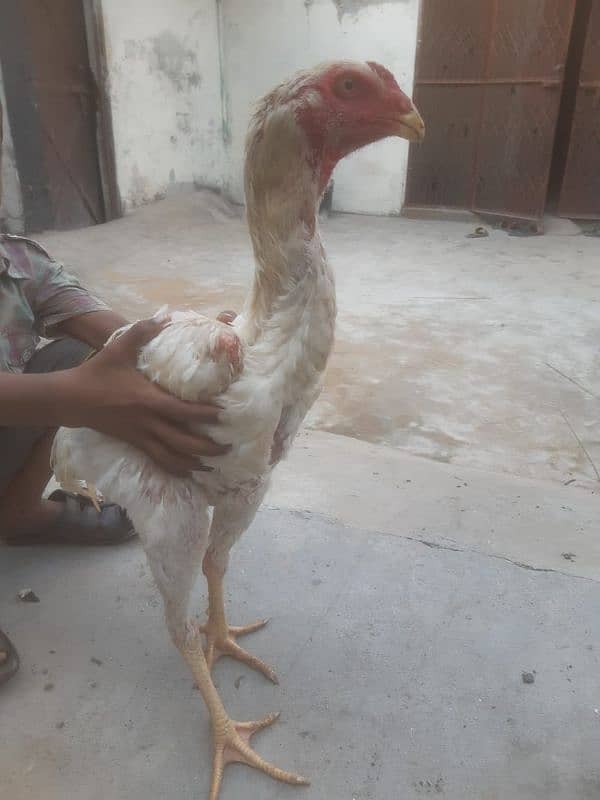 White Shamo for Sale 6