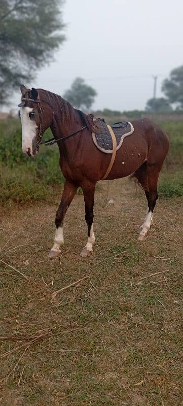 Female horse ghori 0