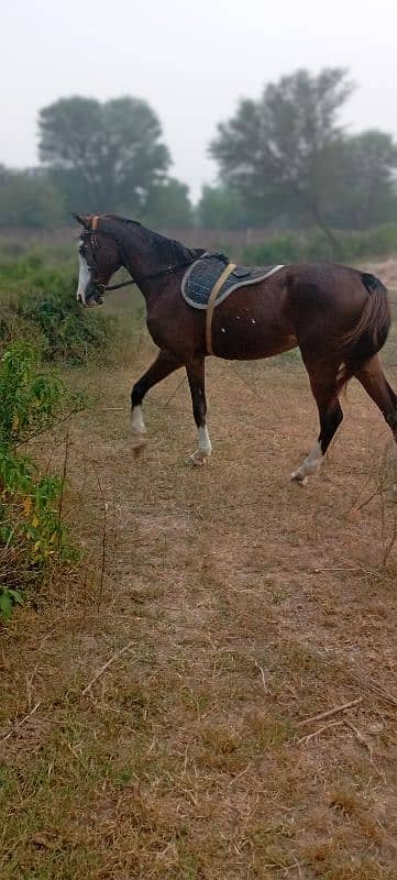 Female horse ghori 2