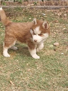 shahibarias Husky for sale 03267580622