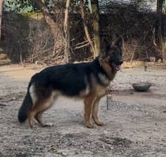 German Shepherd Female