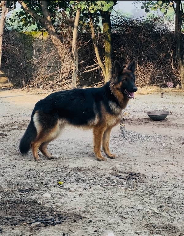 German Shepherd Female 1