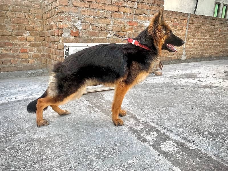 German Shepherd Female 2