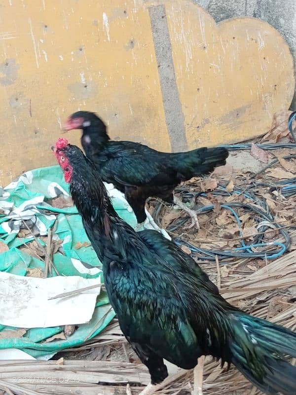 aseel pair for sale 1