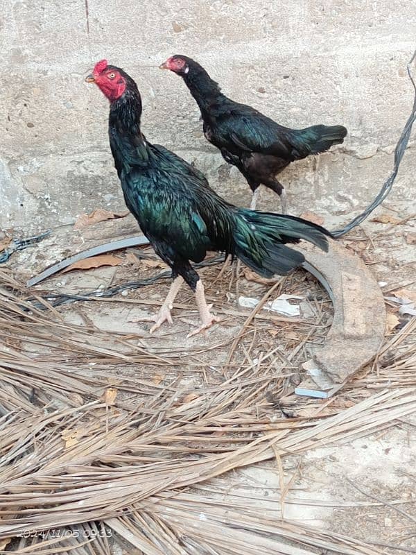 aseel pair for sale 3