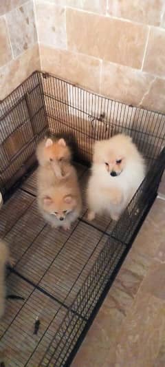 Pomeranian puppy