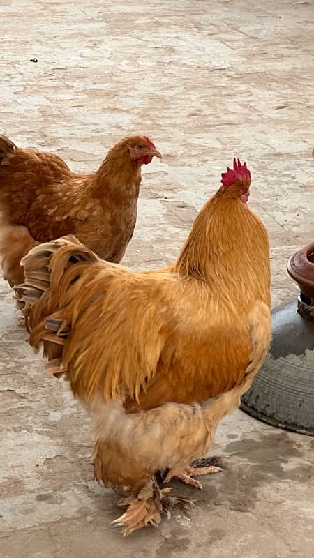 2 golden puff roosters 1