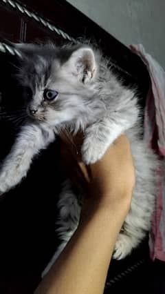 Persian Male Kitten