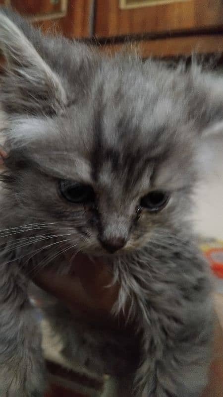 Persian Male Kitten 1