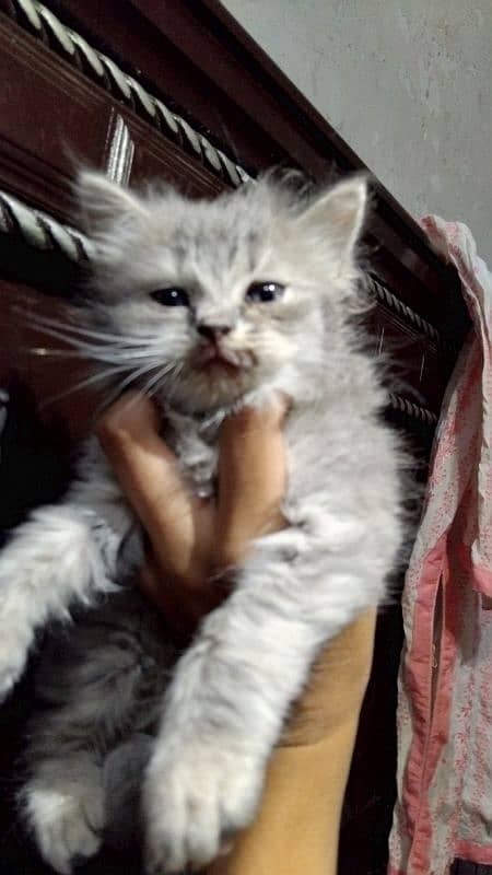 Persian Male Kitten 3