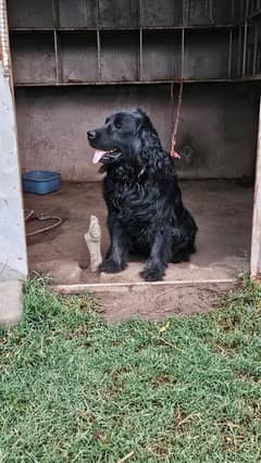 cocker spanial male