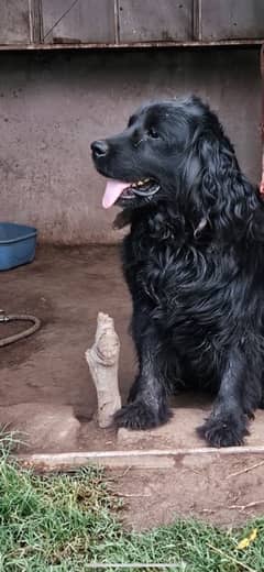 cocker spanial male 0