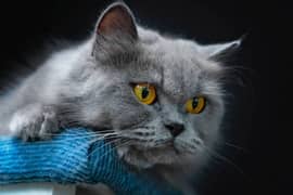 Persian Grey Cat