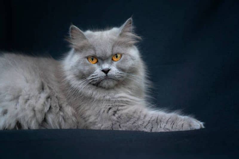 Persian Grey Cat 1