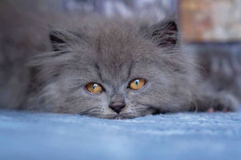 Persian Grey Cat 2