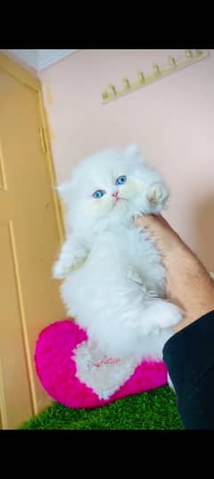 Persian cat for sale my WhatsApp 03230097122