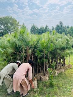 pine tree for sale