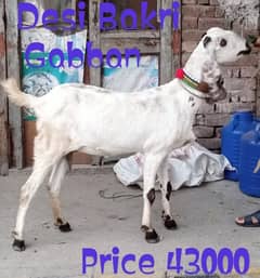 Desi Bakri Gabban