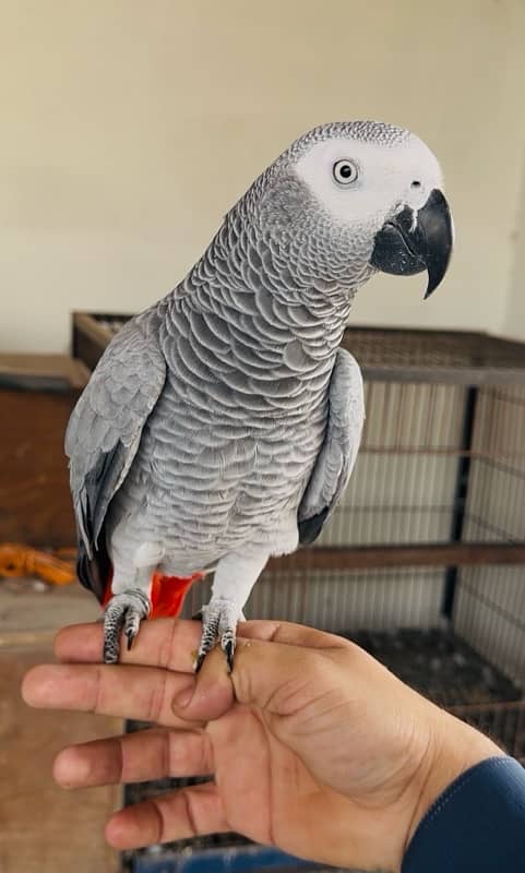 GREY PARROT FEMALE 100% BREEDER 0