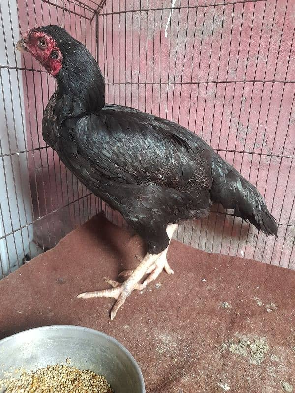 aseel hens for sale 1