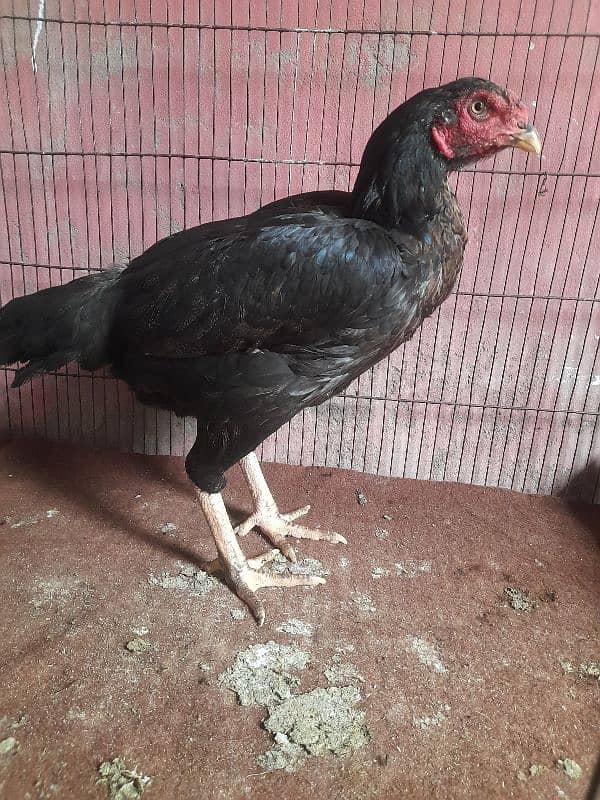 aseel hens for sale 2