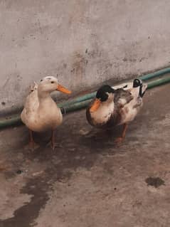 Ducks pair for sale