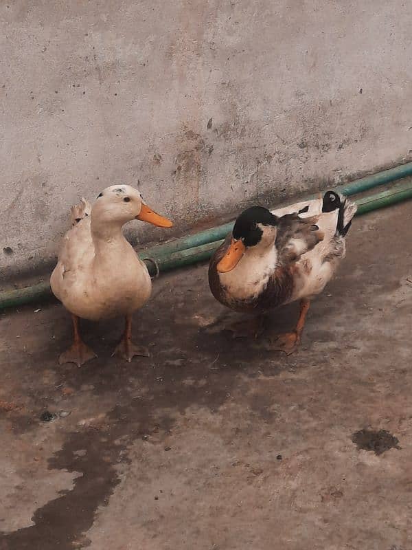 Ducks pair for sale 0