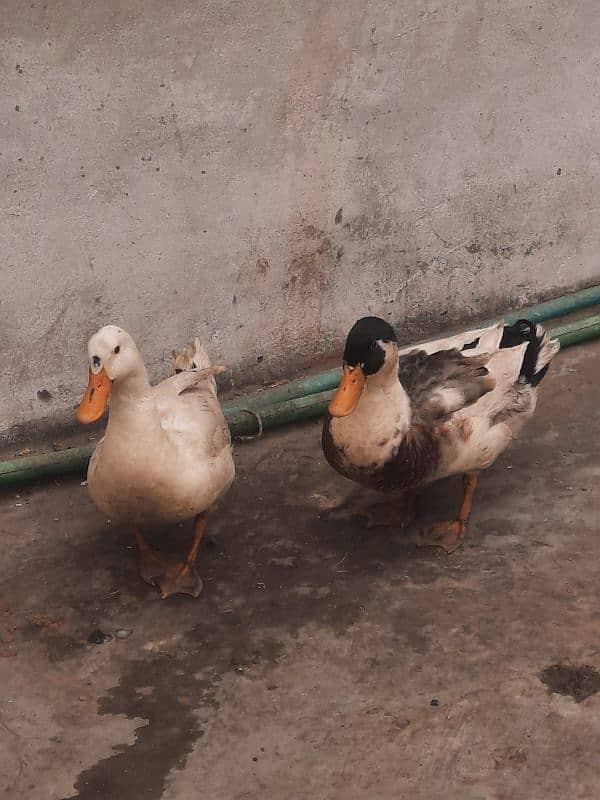 Ducks pair for sale 1