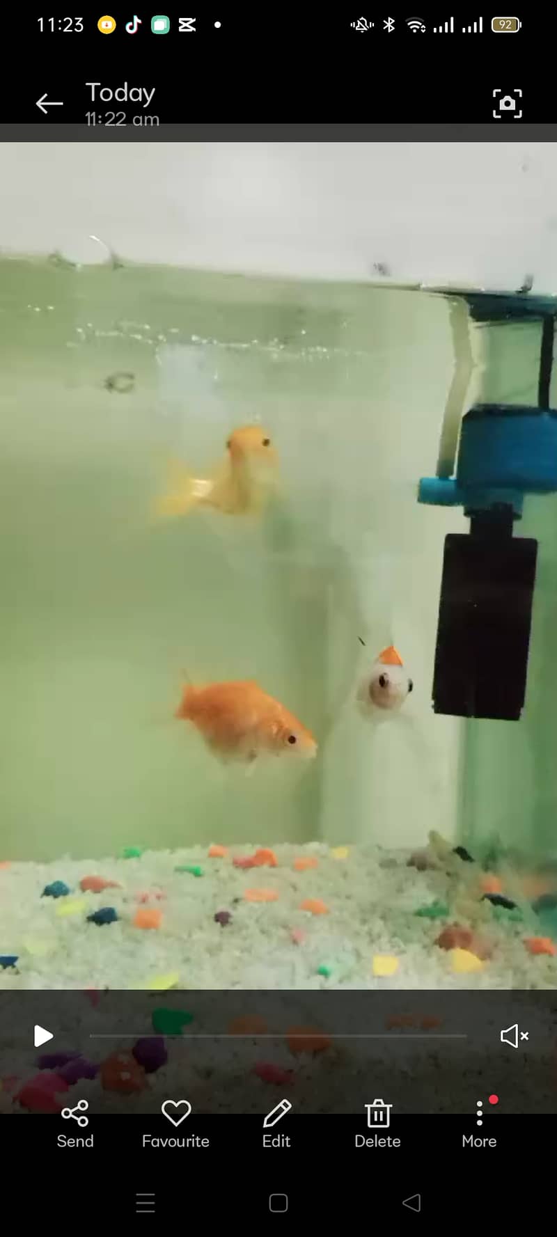 Goldfishes with aquarium and filter 1