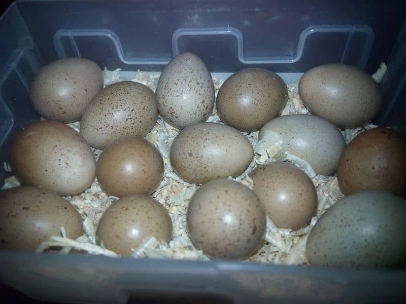 fertile eggs 1