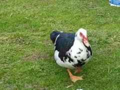 Muscovy