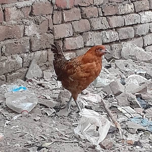 Dessi hen sale k lye  call or  whtsp 0318 7684976 2