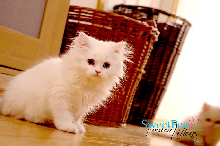 Persian cat for sale my WhatsApp 03252452724 2