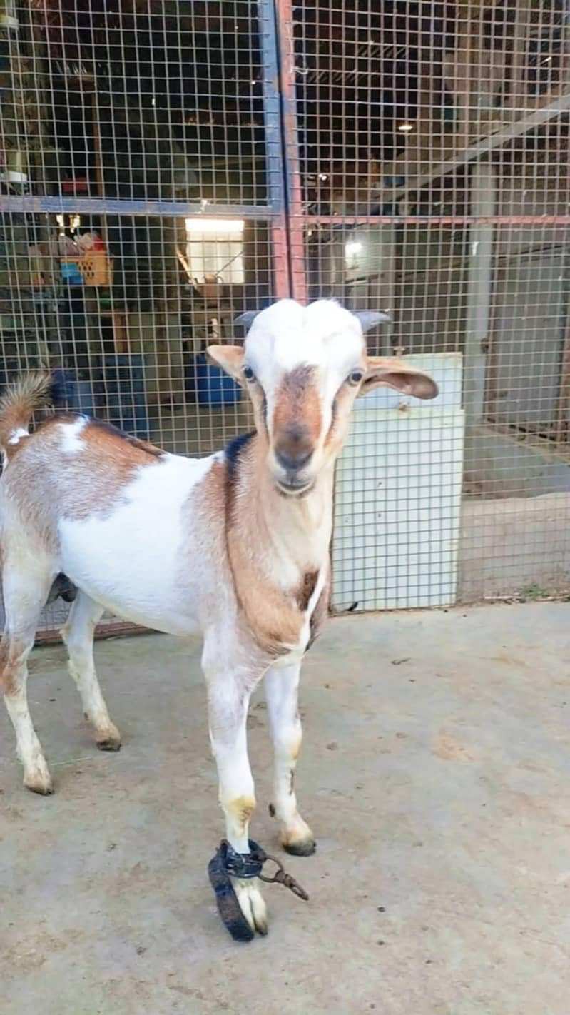 BAKRA TEDY FOR SALE 0