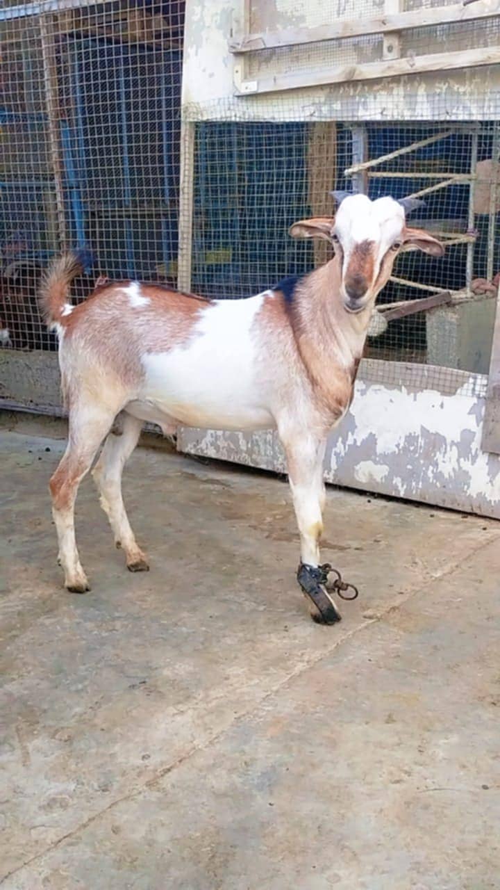 BAKRA TEDY FOR SALE 2