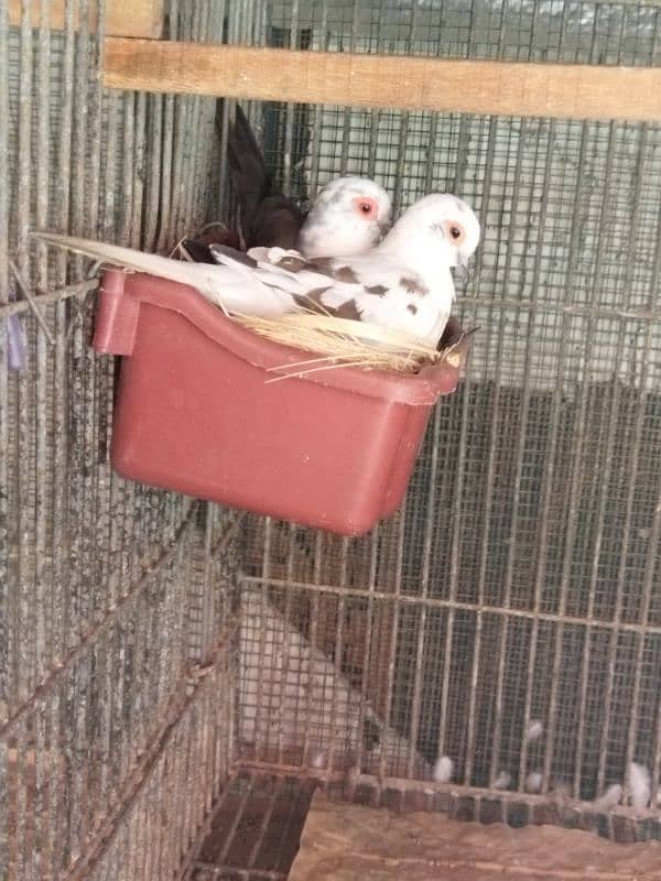 Pied dove breeder pair 1