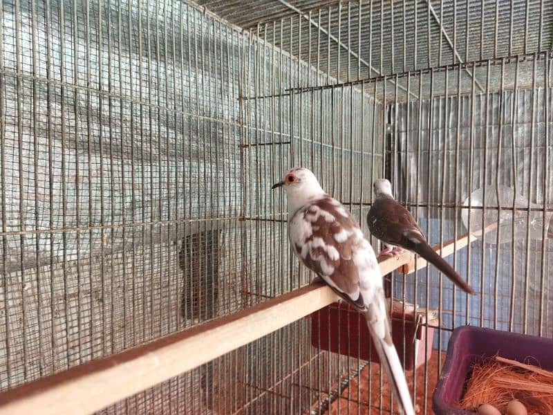 Pied dove breeder pair 3