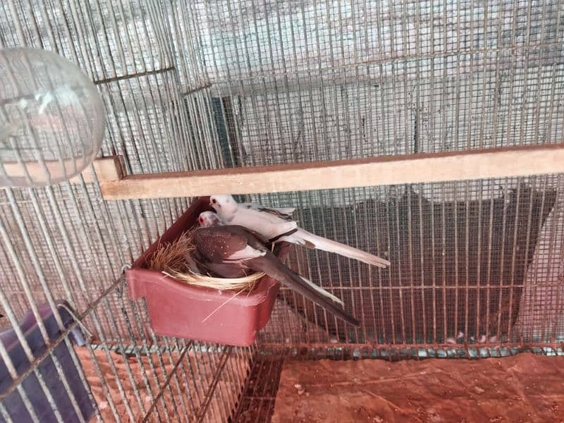 Pied dove breeder pair 8